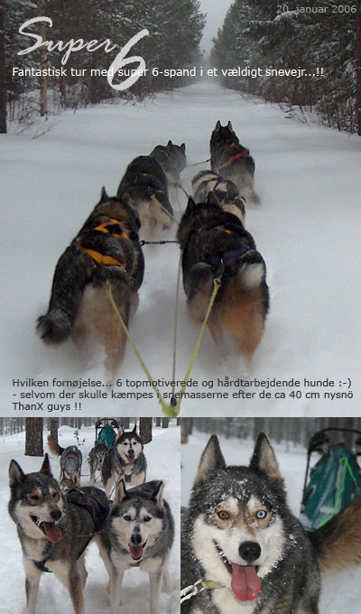 Vild SNEtur med 6-hundespand: Vanja/Fox-Alaska/Yukon-Amber-Rocket